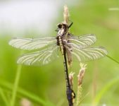 Dragonfly and Teroro Logo